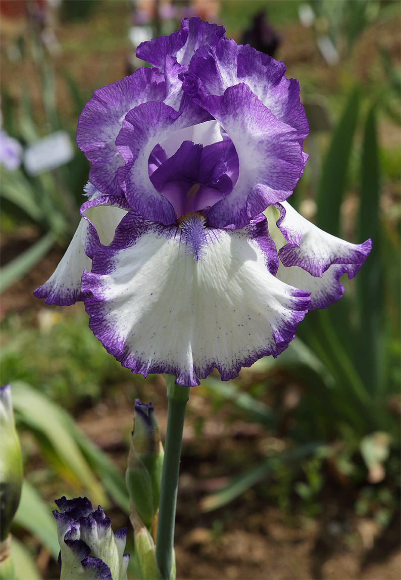 fiore di iris plicata dal colore bianco al centro delle lacinie e viola ai bordi