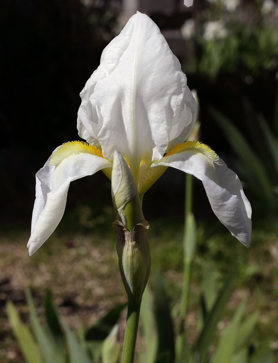fiore di Iris florentina sbocciato da poco