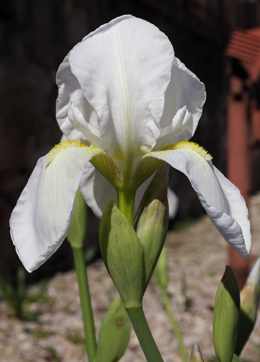 fiore bianchissimo di Iris florentina L.