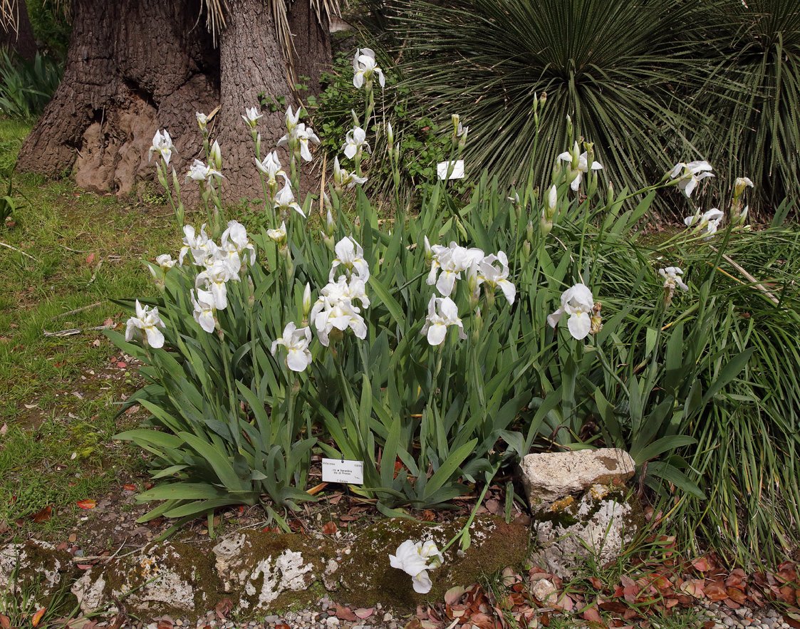 aiuola fiorita di Iris florentina L. col relativo cartellino