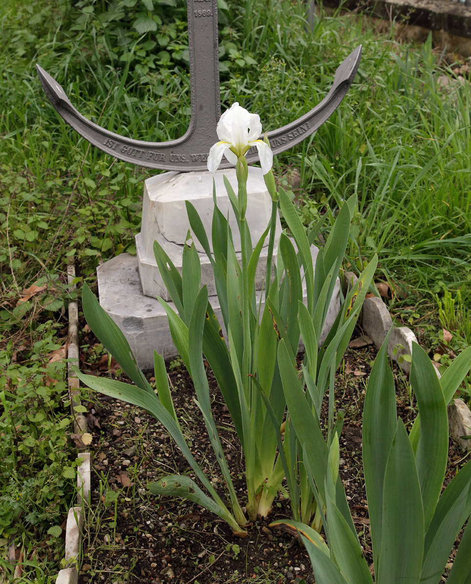 Iris florentina L. pianta con scapo fiorito, in mezzo ad altre piante e con dietro un'ancora appartenente ad una sepoltura del 1869