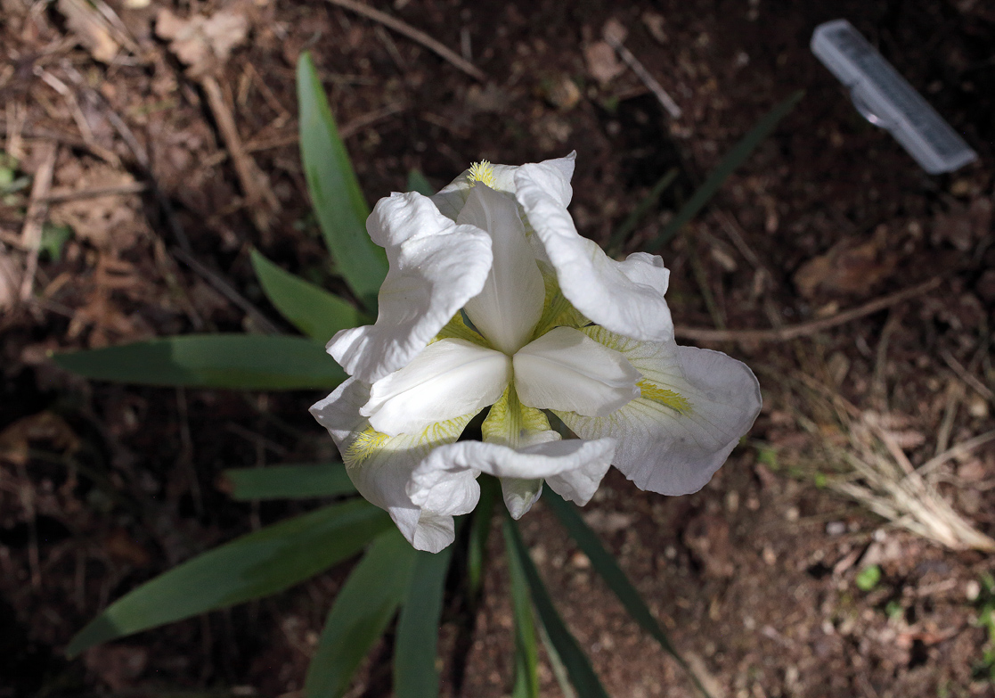 il biano fiore dell'Iris florentina visto dall'alto, si intravedono gli stimmi petaloidei fra le lacinie superiori leggermente scostate