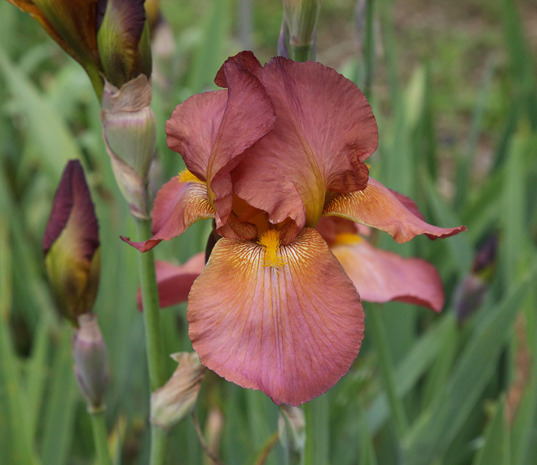 Iris dai toni rossi