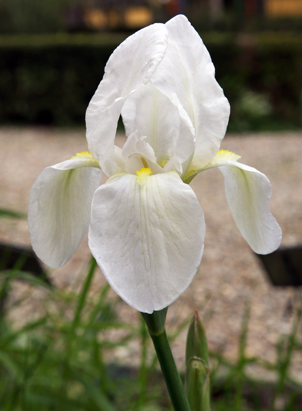 Iris florentina L. - fiore