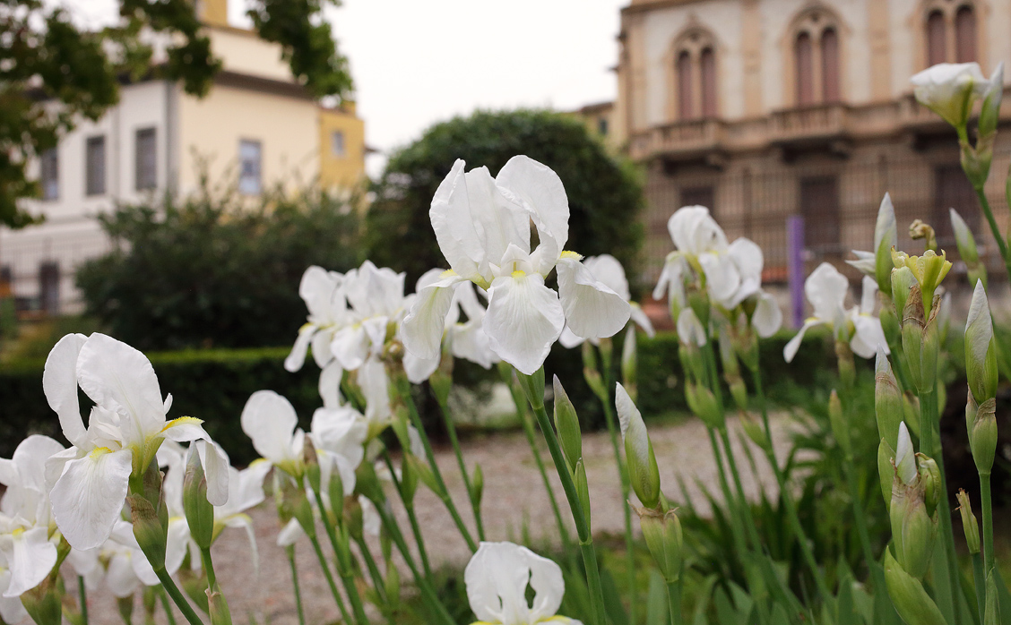i bianchi fiori dell'Iris florentina L. con sullo sfondo un verde arco vegetale