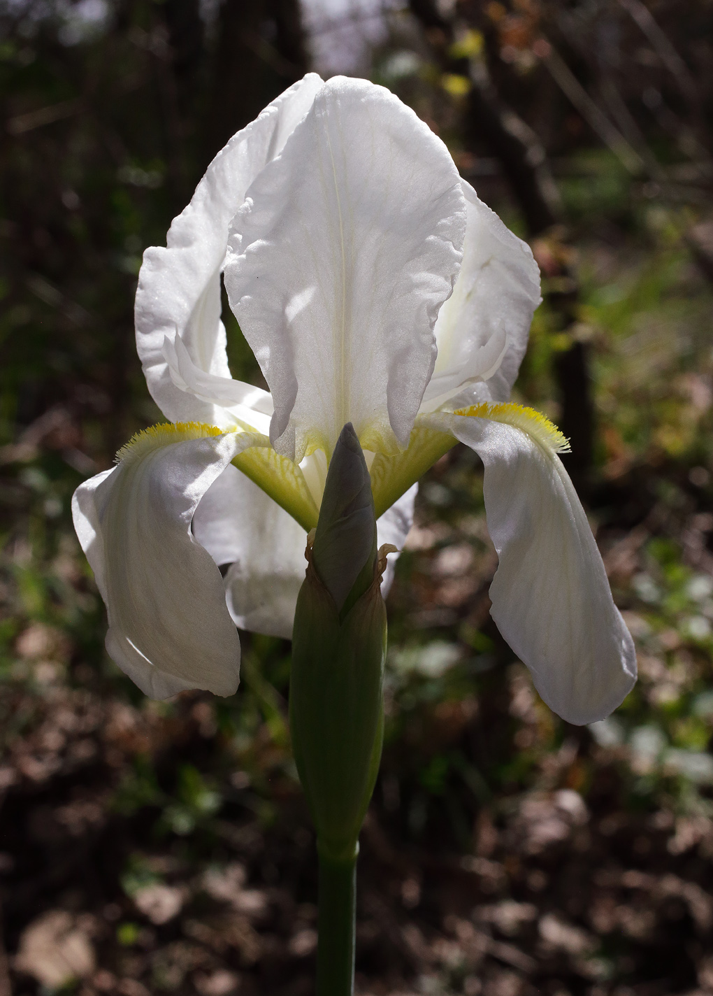 il bianchissimo fiore dell'Iris florentina L. visto in controluce