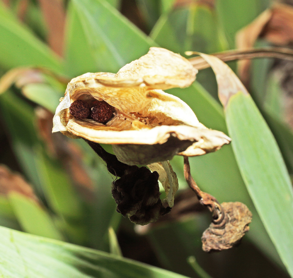 frutto di Iris florentina, parzialmente aperto: vi si intravedono 2 semi rotondi marron rossiccio
