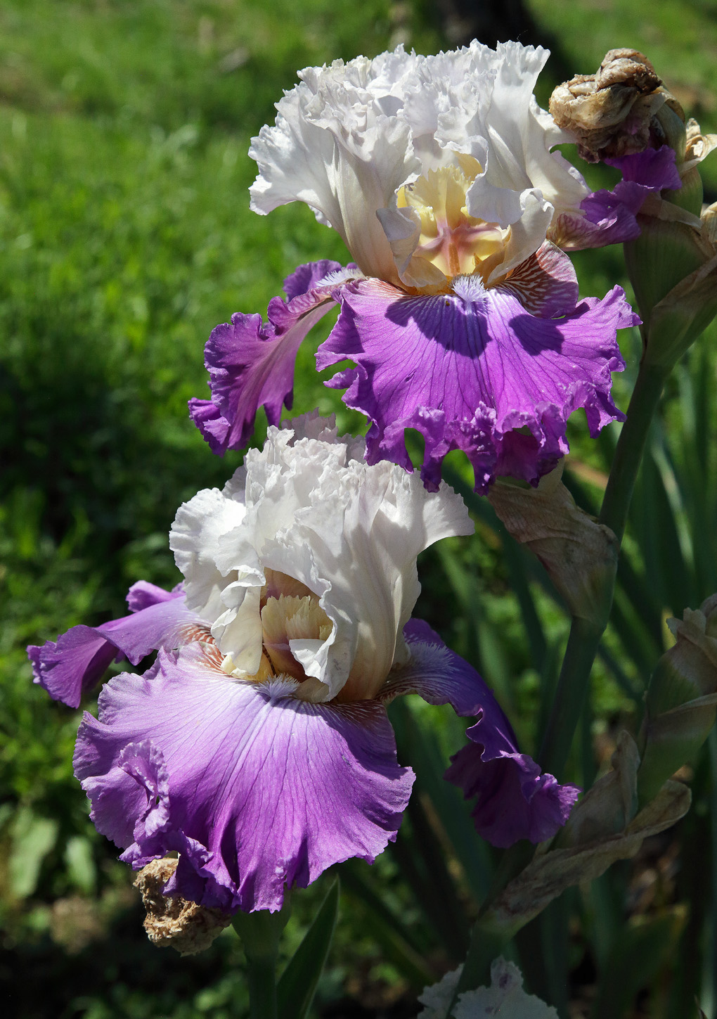 Iris barbata ibrida di color bianco per la parte superiore, viola nelle lacinie inferiori