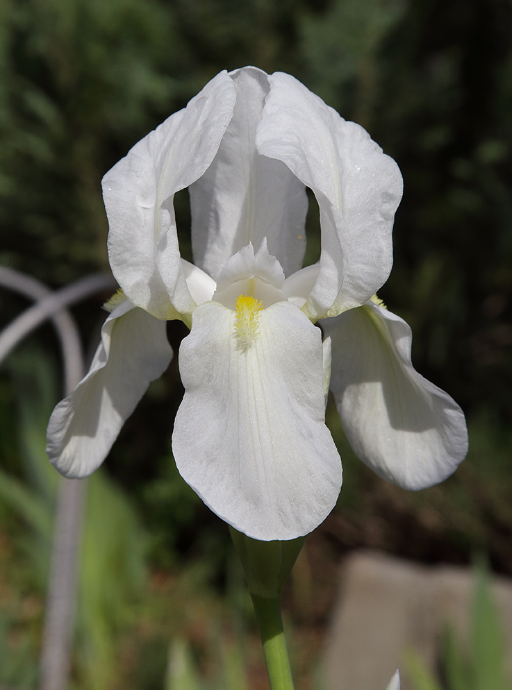 fiore di Iris florentina completamente sbocciato