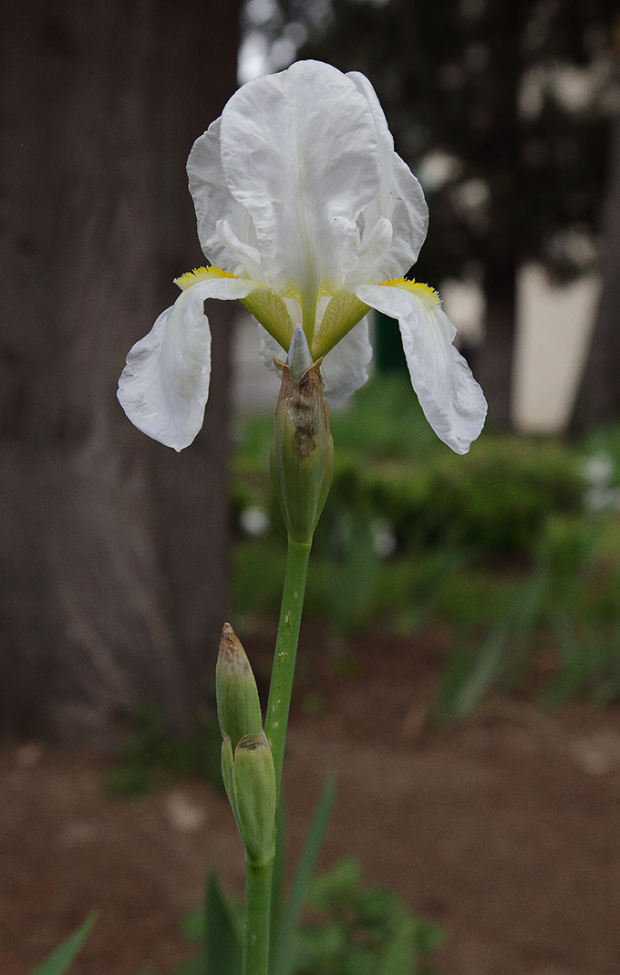 Iris florentina L., altra pianta con fiore apicale completamente aperto, il colore  bianchissimo