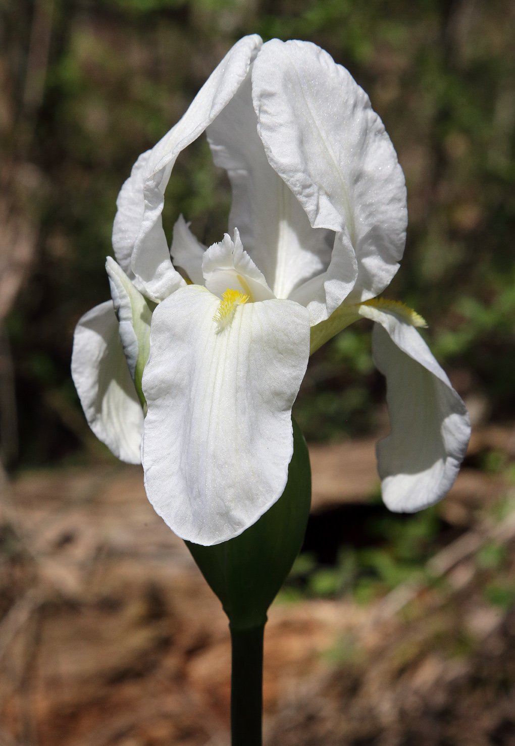 il candido fiore dell'Iris florentina L.