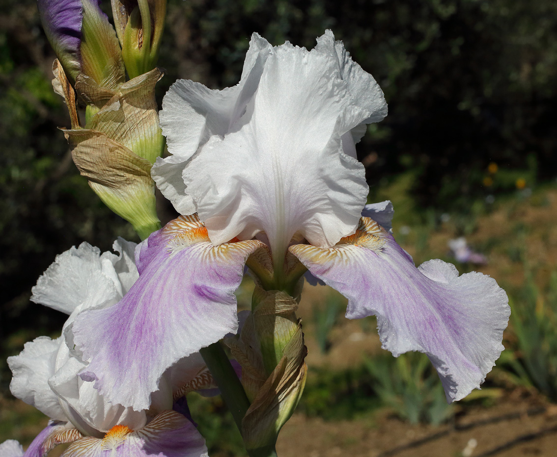 iris acquatica dal colore viola-blu