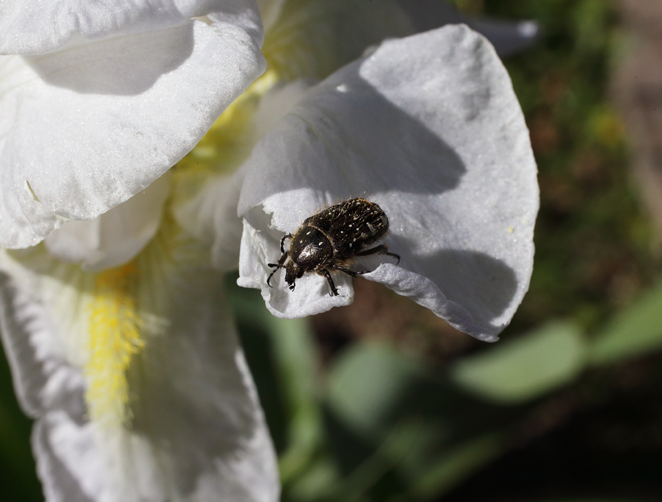 si vede il nero insetto un po' peloso con le macchie bianche sul fiore ormai da lui danneggiato