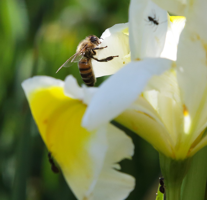 particolare di Iris bianca e gialla con ape
