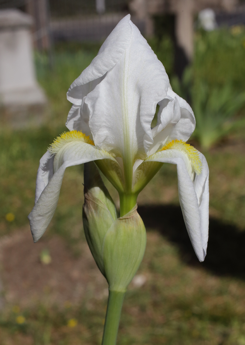 il bianco fiore apicale del Giglio Fiorentino aperto ma ancora con le lacinie leggermente appuntite che in un certo senso ne accentuano la somiglianza con alcuni Gigli di Firenze medioevali