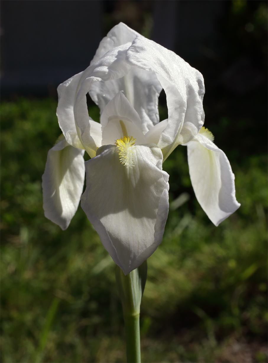fiore di Iris florentina nella sua inquadratura a, con in primo piano la barbetta attira insetti