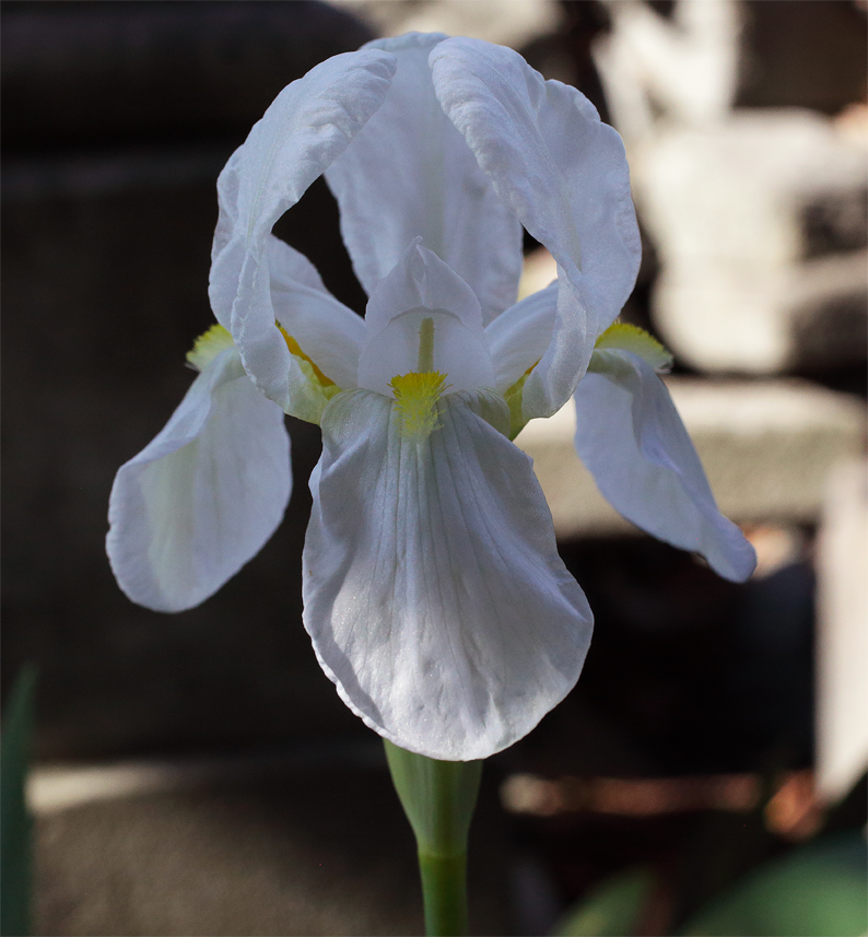 fiore di Iris florentina L. leggermente in ombra