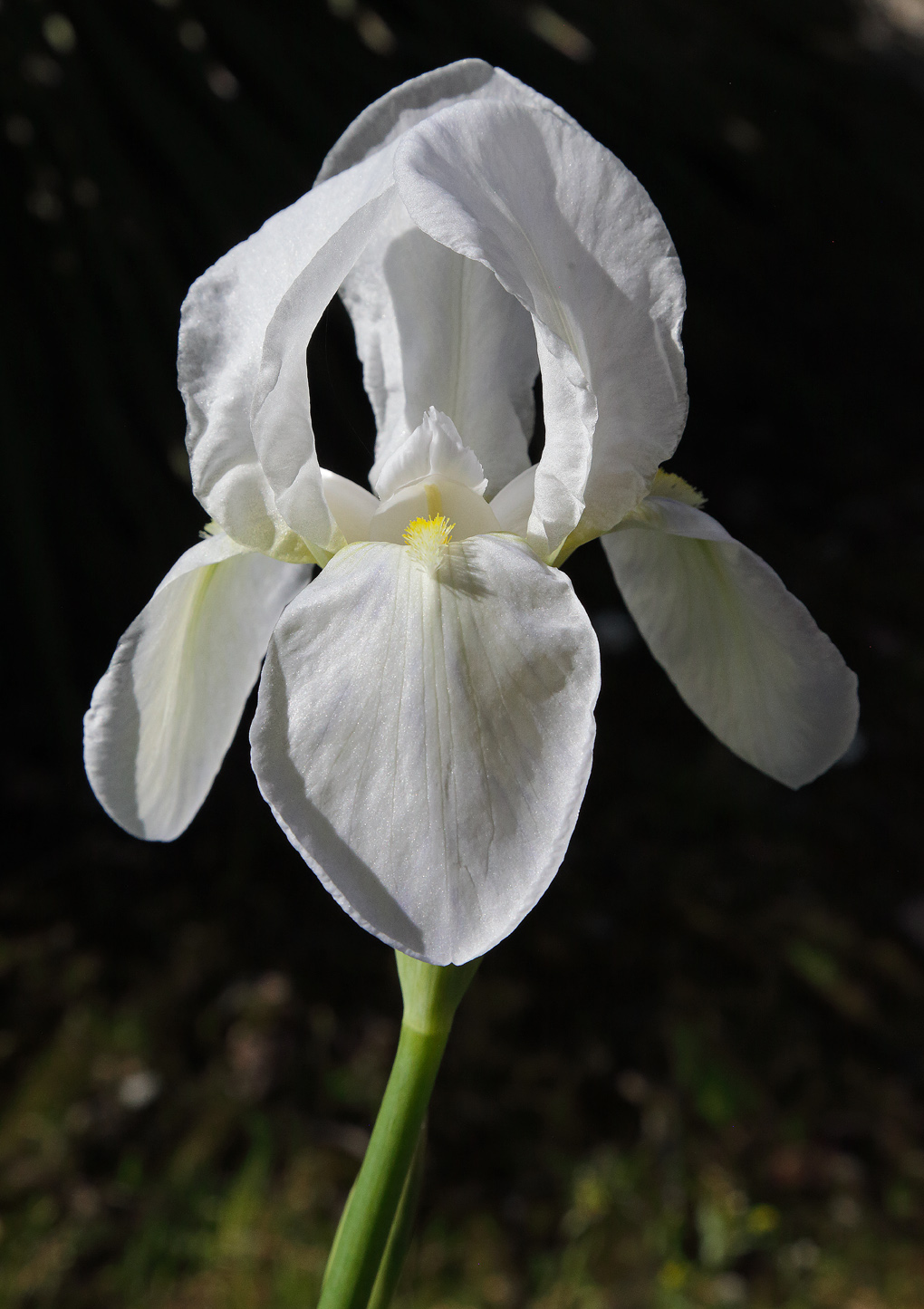 Fiore di Iris florentina
