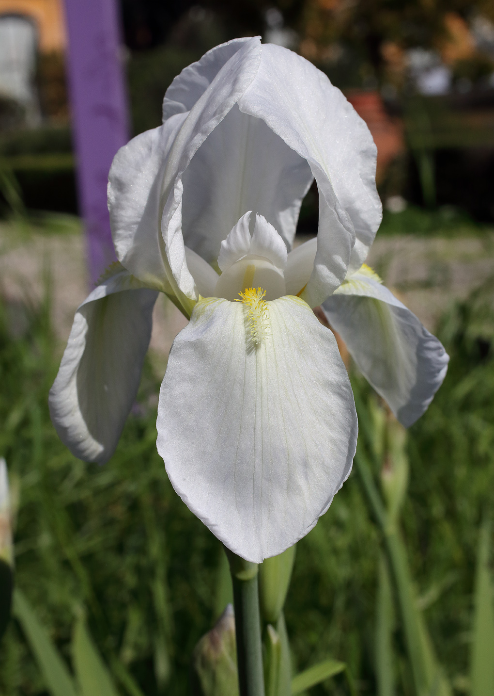 fiore bianchissimo in primo piano
