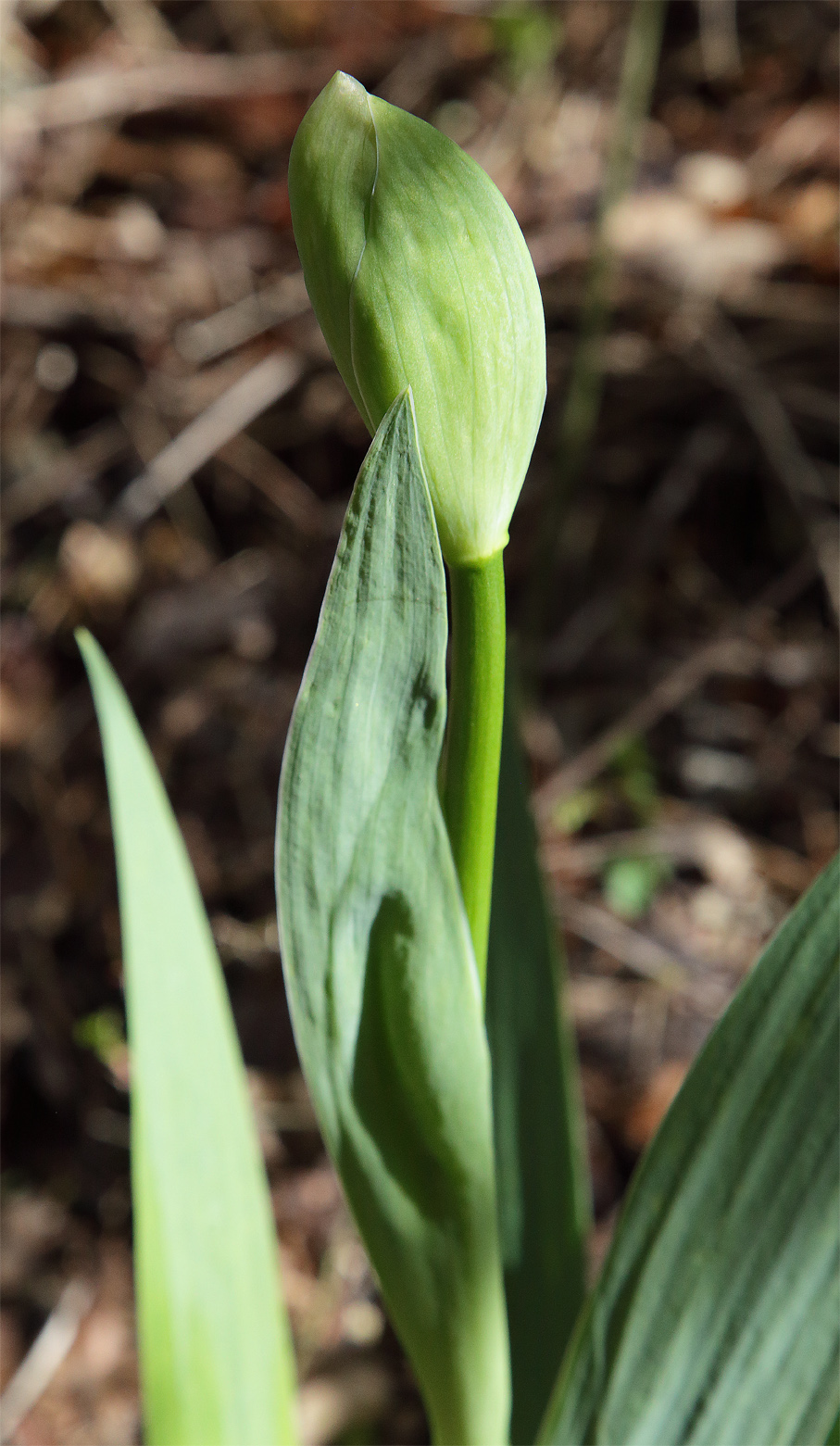 infiorescenza di Iris florentina in fase iniziale