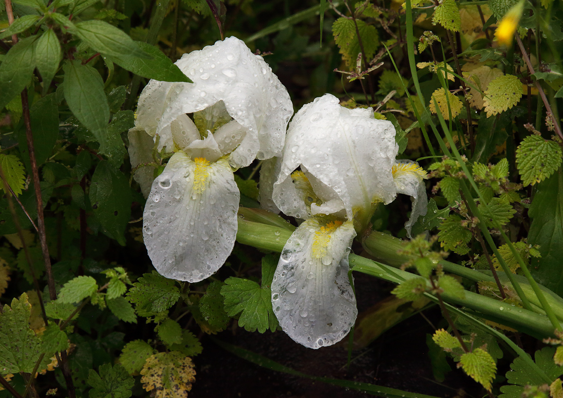 2 fiori bianchissimi di Iris florentina bagnati dalla pioggia appena finita, nel mezzo a una vegetazione un po' selvaggia