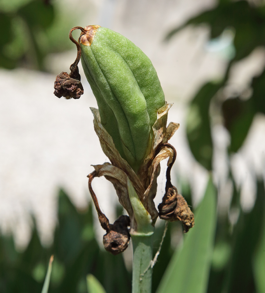 frutto di Iris florentina, colore verde perché ancora acerbo