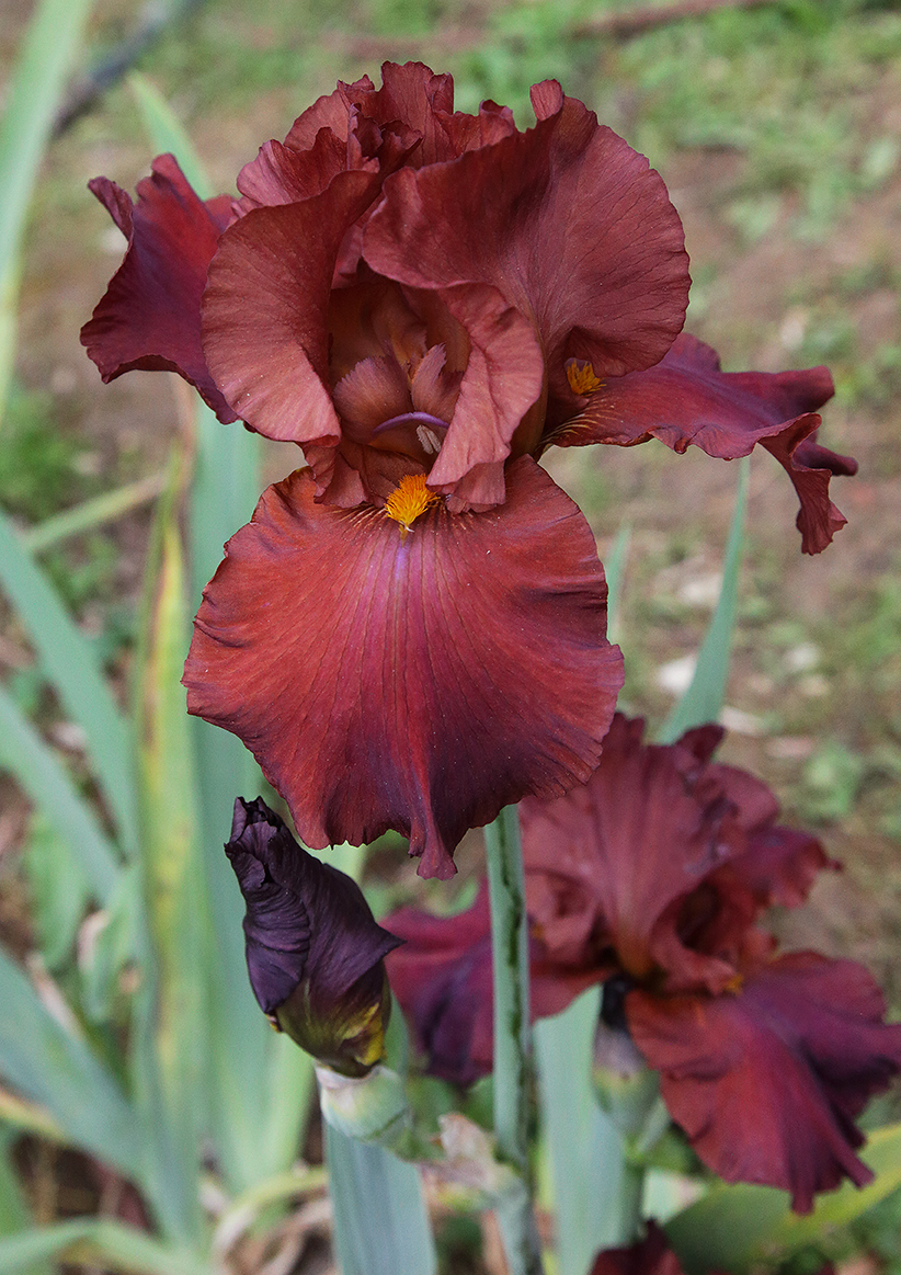Iris di colore rosso