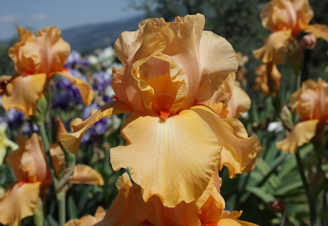 grande fiore di color arancione un po'fluo