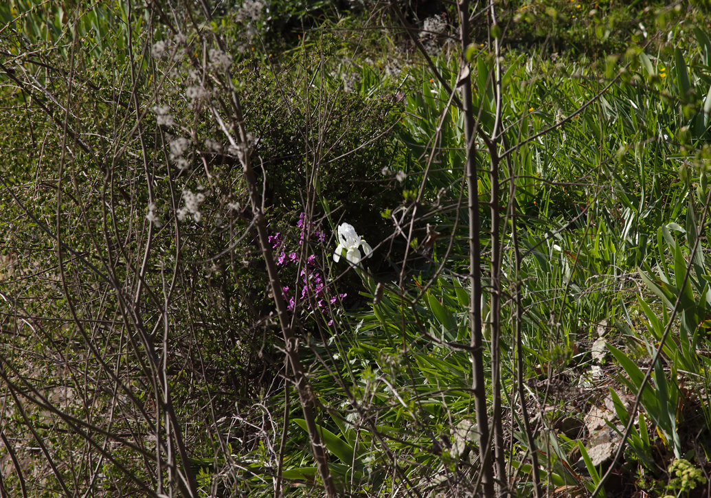 il bianco fiore di Iris florentina L. spicca in un prato incolto
