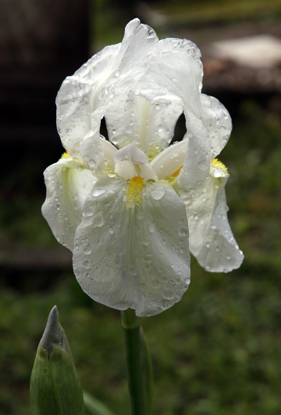 fiore di Iris florentina decorato da tante goccioline lasciate dalla pioggia