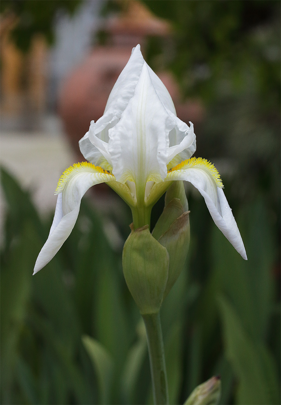 fiore di Iris florentina L. appena sbocciato, con le lacinie ancora decisamente appuntite
