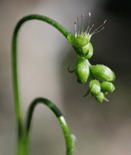 Particolare della brattea dall'aspetto fogliaceo, dotata degli stessi tentacoli delle foglie