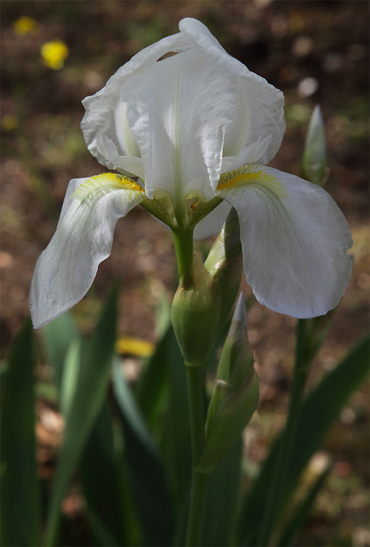fiore di Iris florentina, alla base delle lacinie spunta un ragnetto