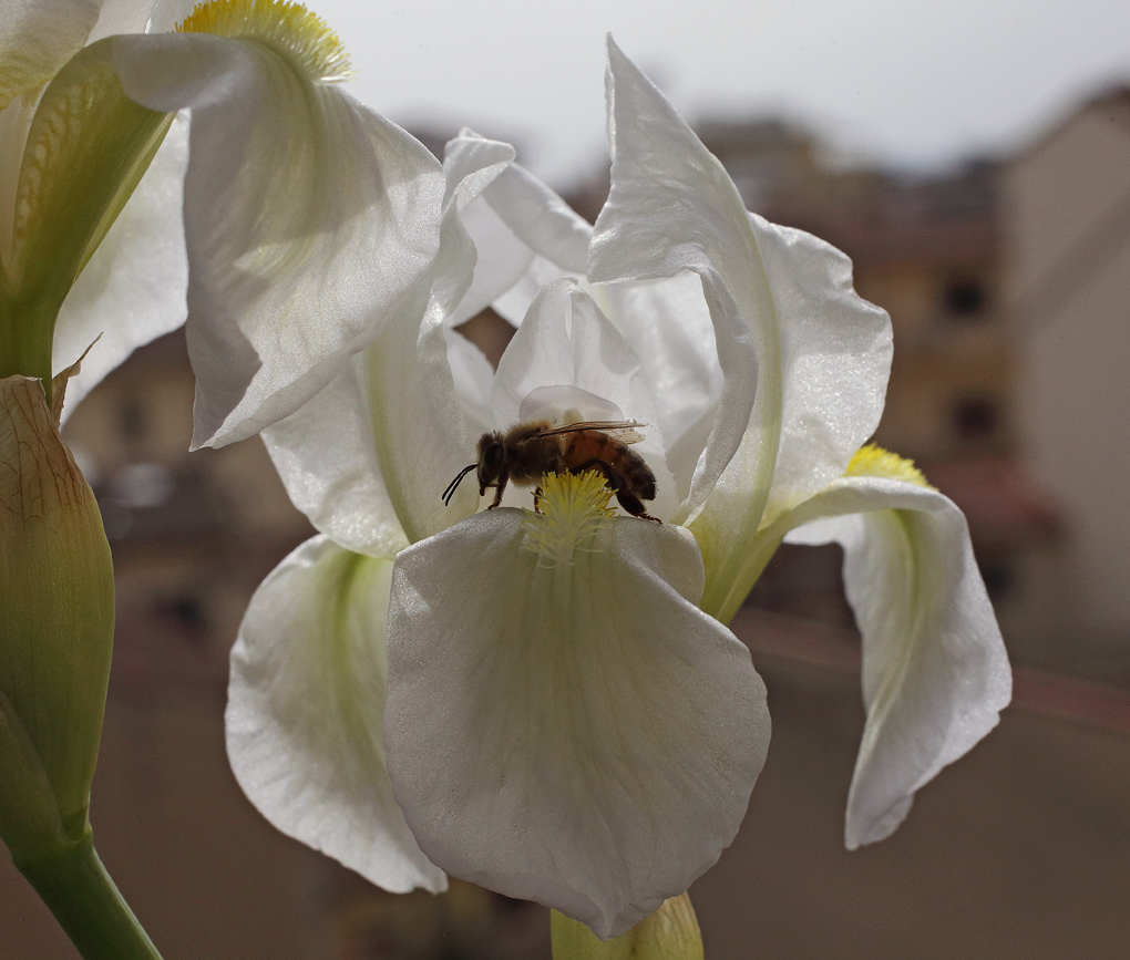fiore di Iris florentina con ape