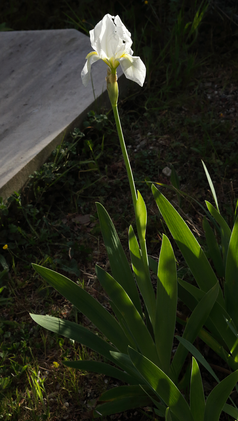 pianta intera di Iris florentina con il fiore apicale aperto