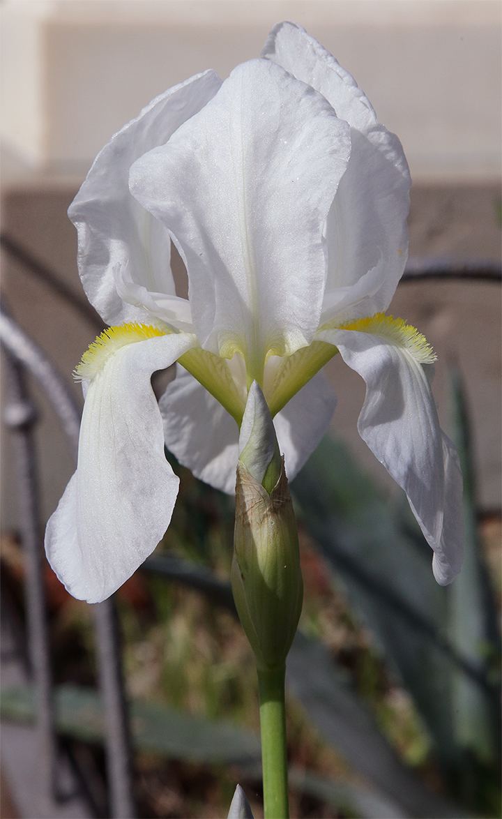 fiore di Iris florentina L.