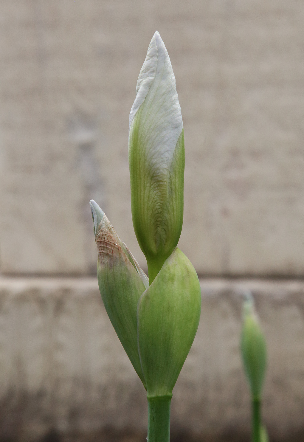 Bocci di Iris florentina