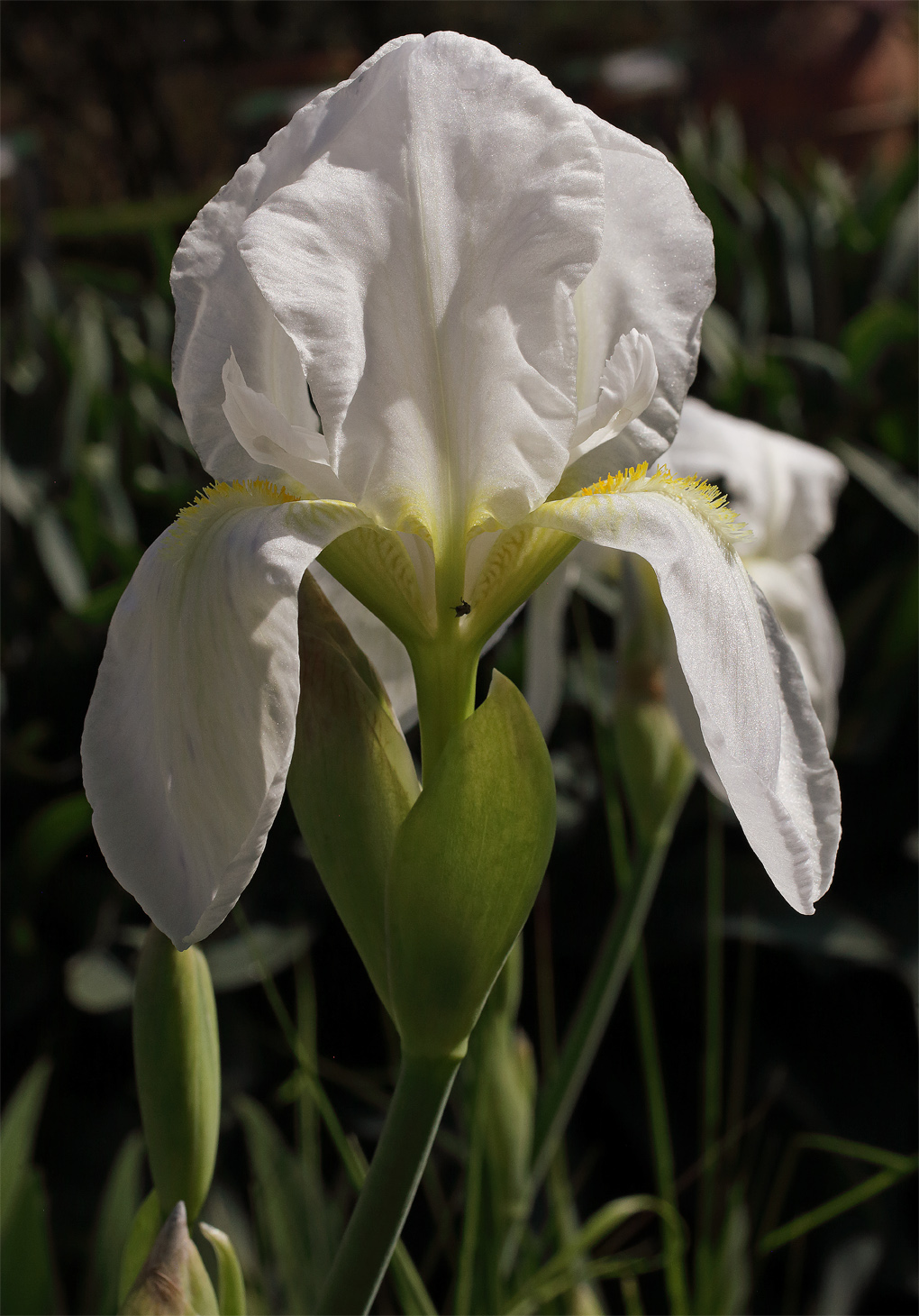 Fiore di Iris florentina aperto con accanto il boccio del secondo fiore