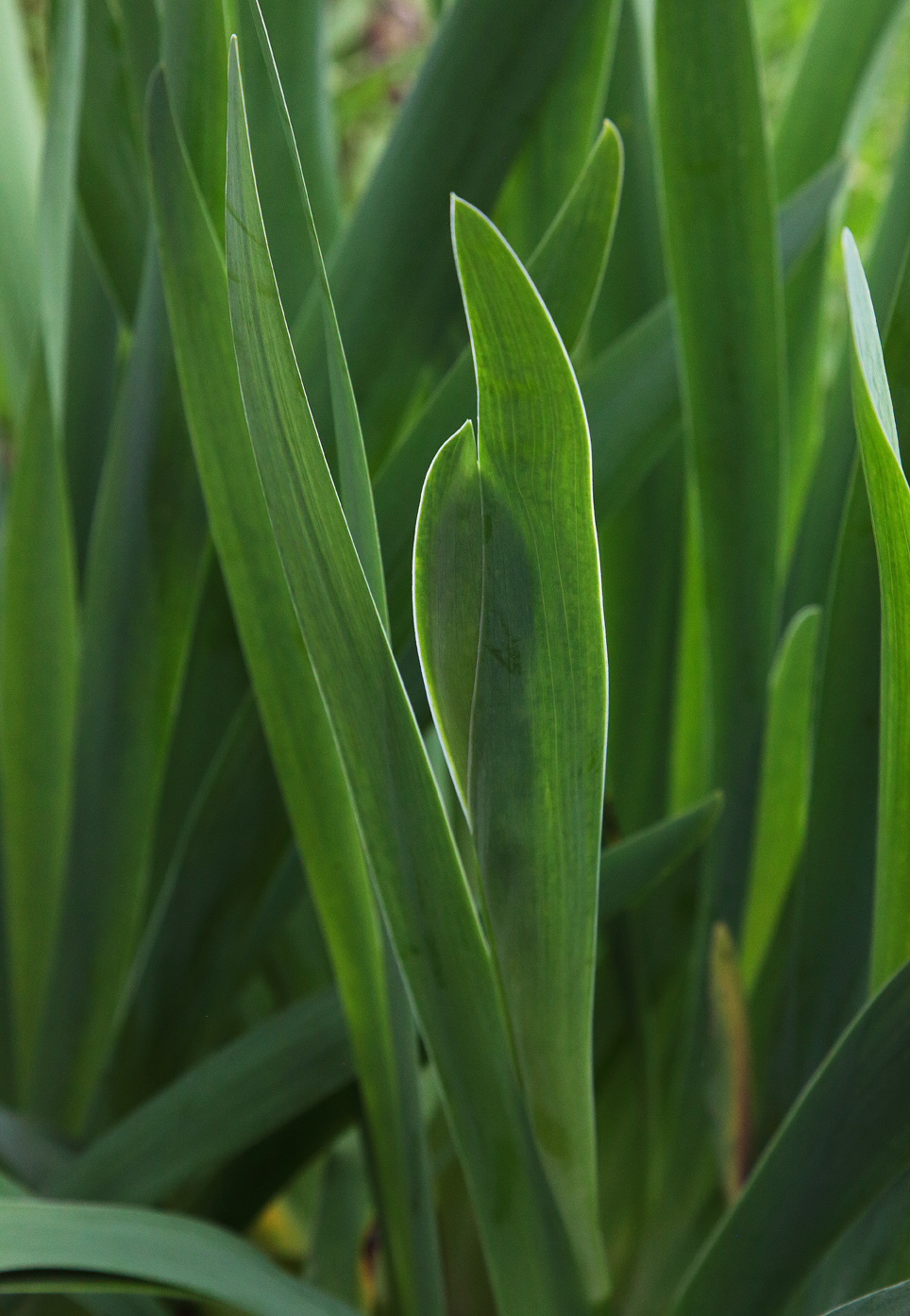 Infiorescenza di Iris florentina  in fase estremamente iniziale