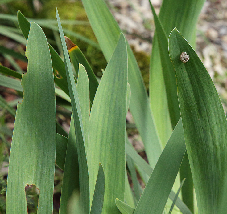 foglie di Iris florentina con una piccola lumachina sopra