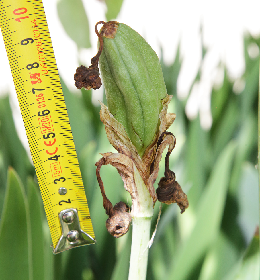 frutto di Iris florentina con il metro che mostra come sia lungo oltre 6 cm