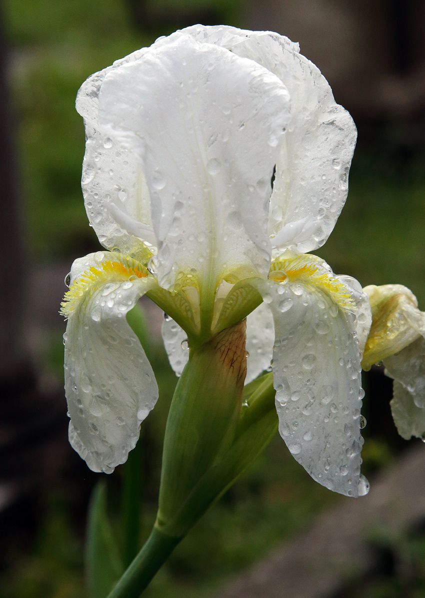 fiore di Iris florentina dopo la pioggia, tutto coperto di goccioline