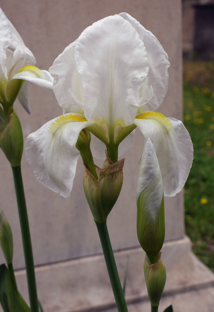 fiore di Iris florentina