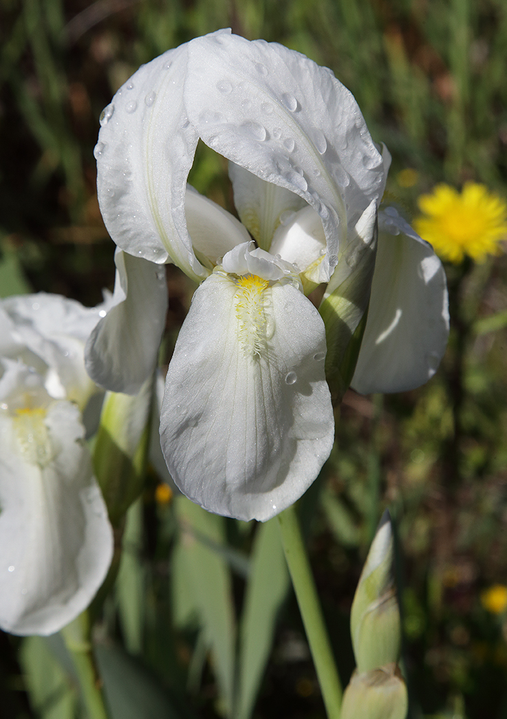 scapo fiorifero di Iris florentina con il fiore in alto aperto e gli altri 2 bocci