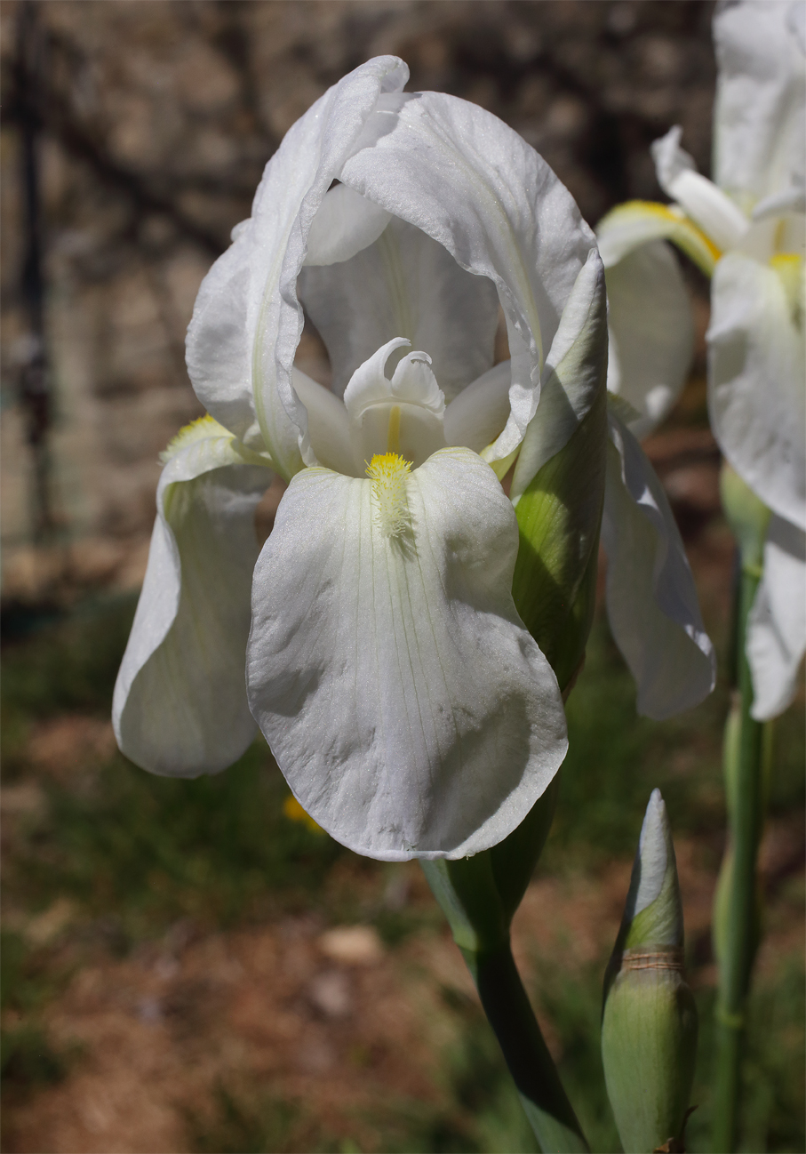 infiorescenza di Iris florentina conil secondo fiore sbocciato, il boccio del terzo fiore sottostante pronto ad aprirsi e il fiore apicale ormai appassito
