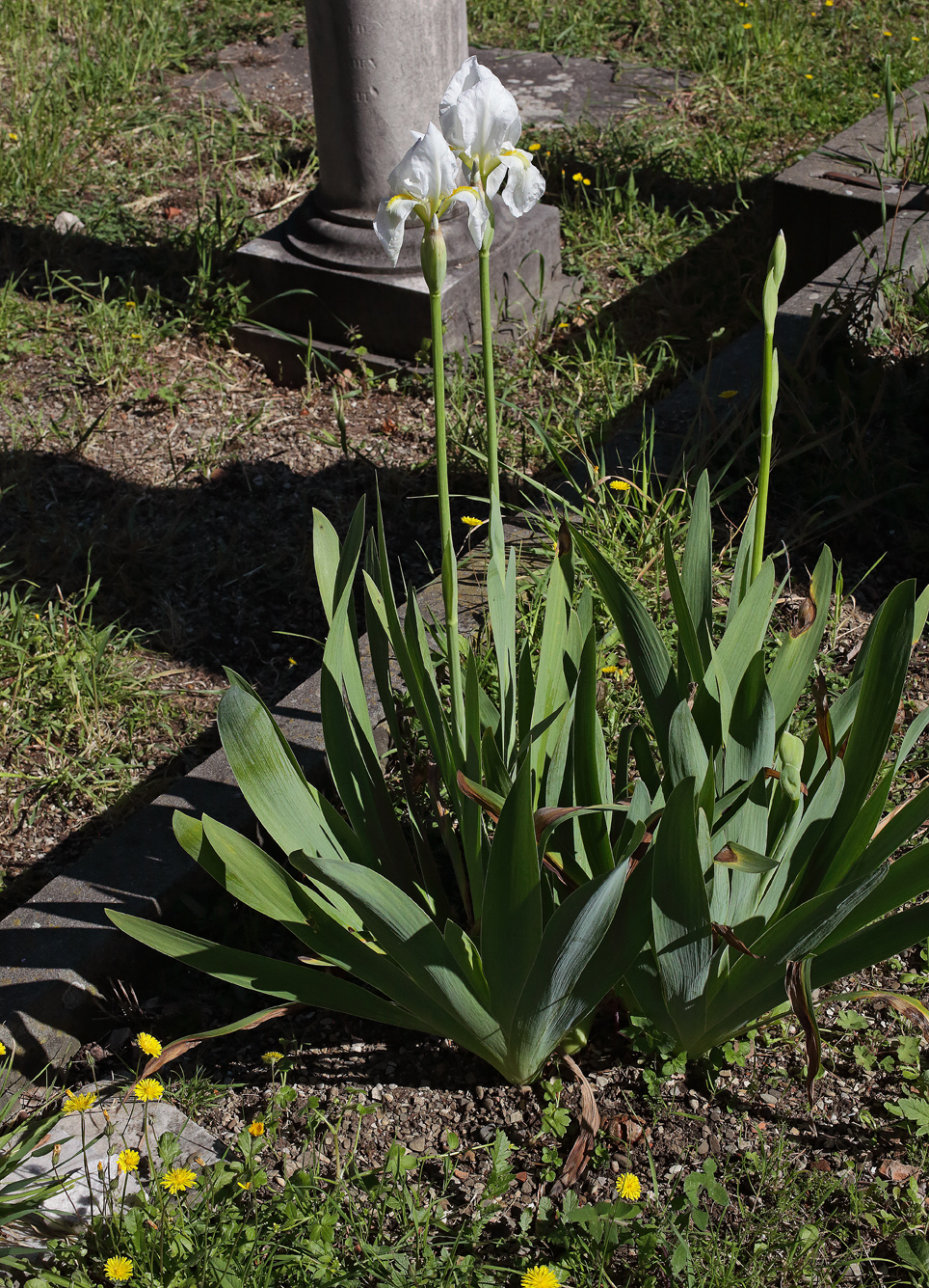 piante di Iris florentina L. con due scapi portanti in apice ciascuno un fiore