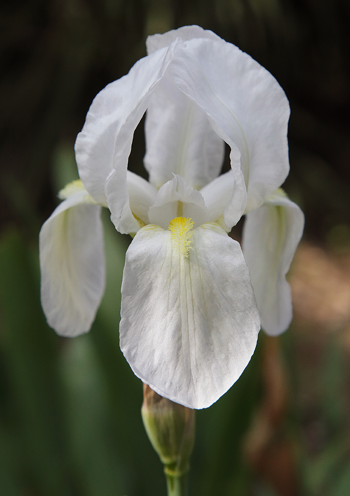 fiore di Iris florentina L.
