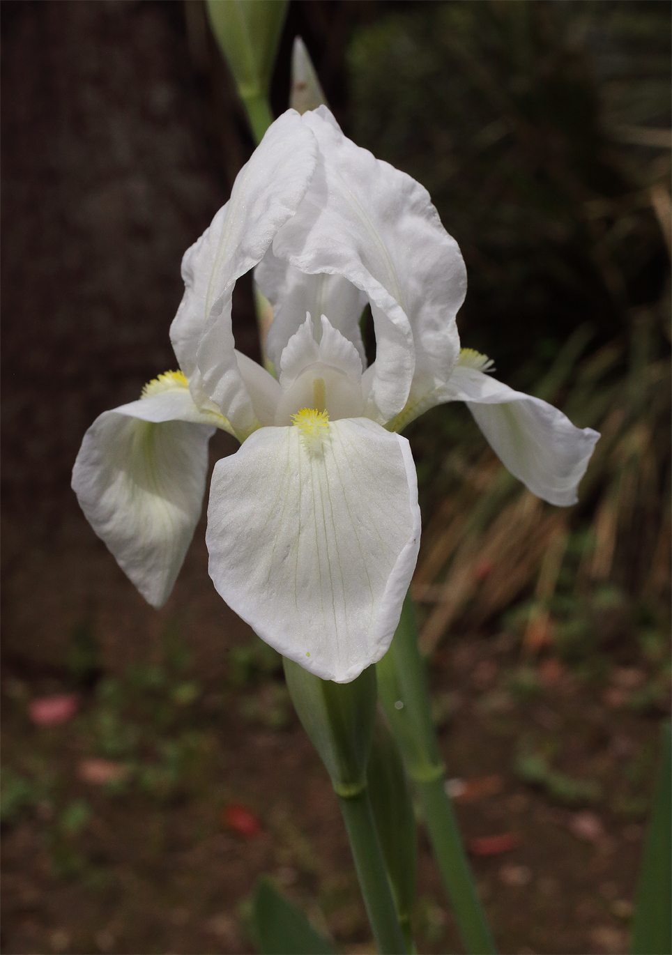 fiore Iris florentina