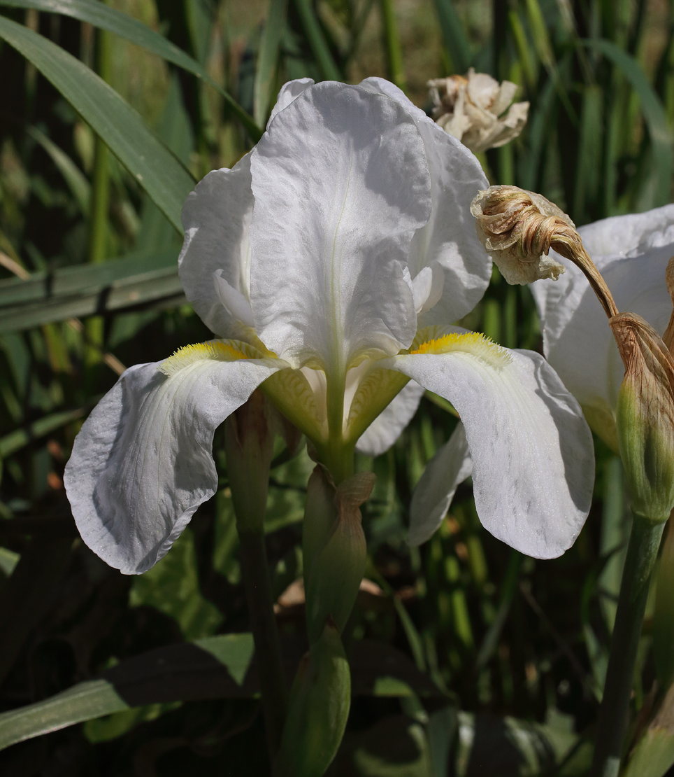 fiore di Iris florentina