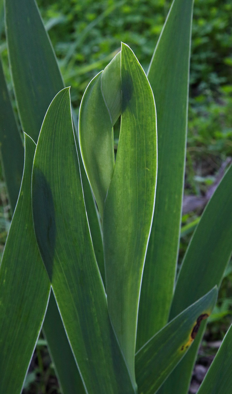 Infiorescenza di Iris florentina in fase iniziale
